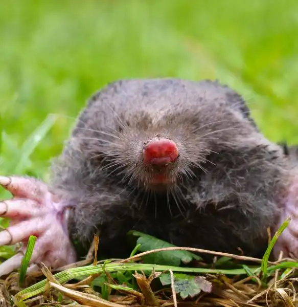 Ways to Get Rid of Moles in Your Yard Fast